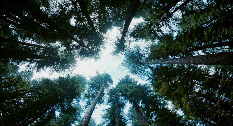 Illustration for article titled Gorgeous Tree of Life stills look like the greatest science epic of all time